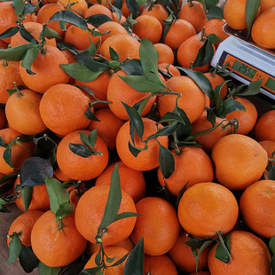 四川蒲江爱媛38号果冻橙新鲜橙子当季新鲜水果现摘发货净重8斤