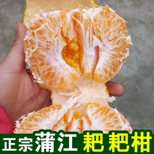 四川蒲江正宗耙耙柑春见柑橘新鲜水果现摘现发5斤12-16个包邮
