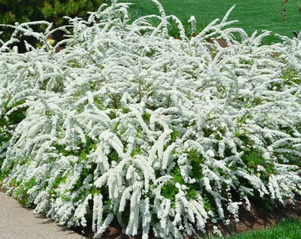 童话植物雪柳