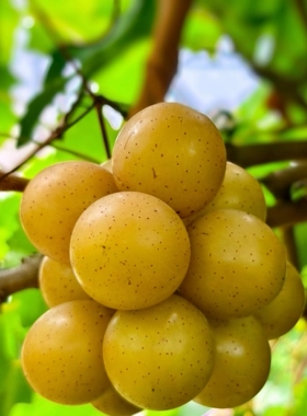 葡萄苗美国圆叶葡萄苗懒人葡萄浓香格威尔