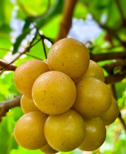 葡萄苗美国圆叶葡萄苗懒人葡萄浓香格威尔