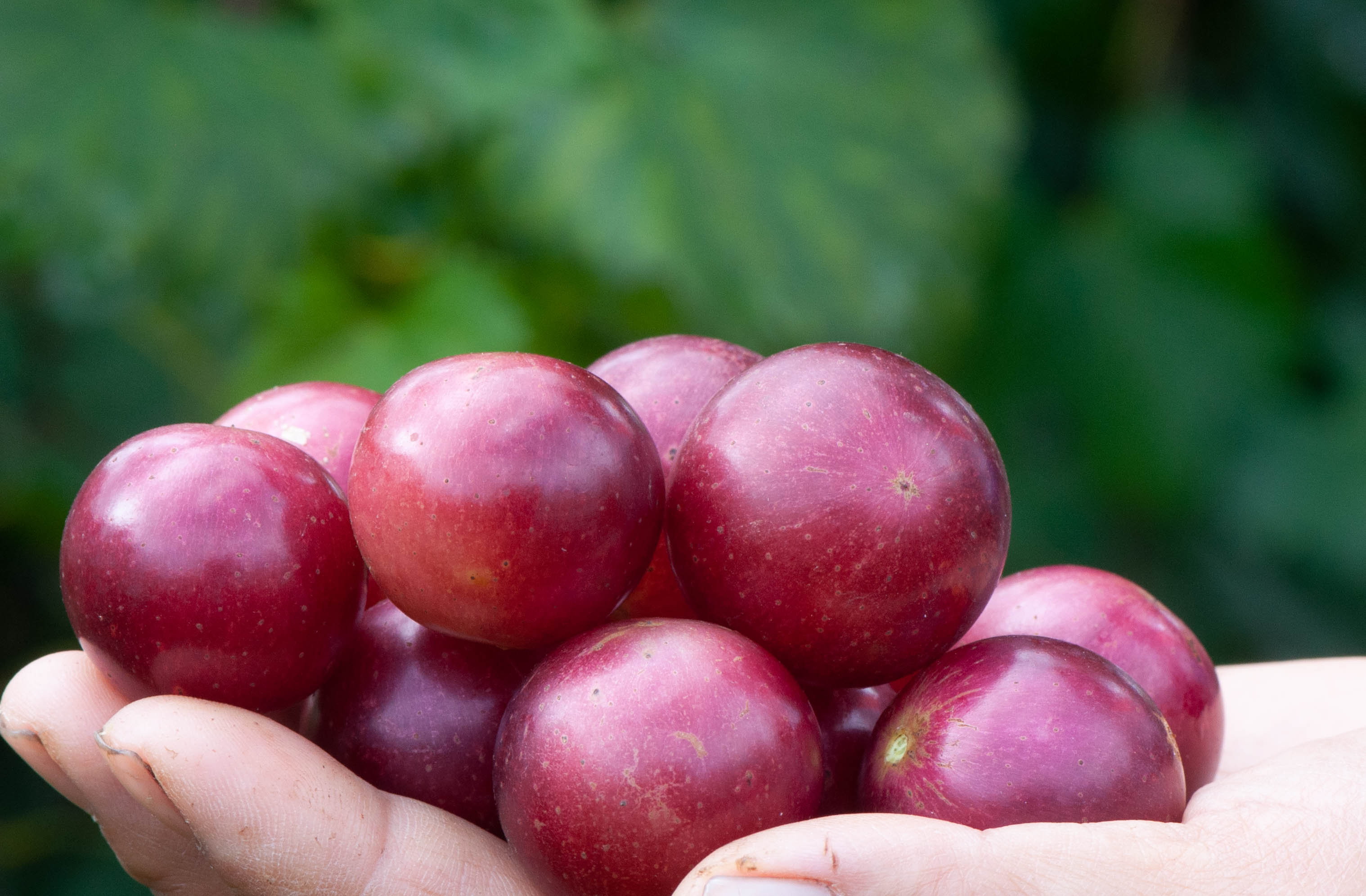 美国圆叶葡萄苗格威尔红宝石采摘园种植