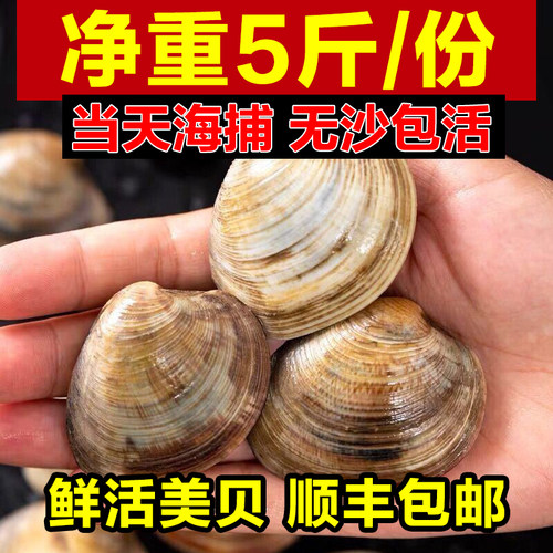 鲜活大个美贝纯野生火锅食材