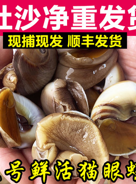 猫眼螺吐好沙鲜活净重发货