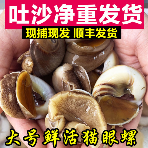 猫眼螺吐好沙鲜活净重发货