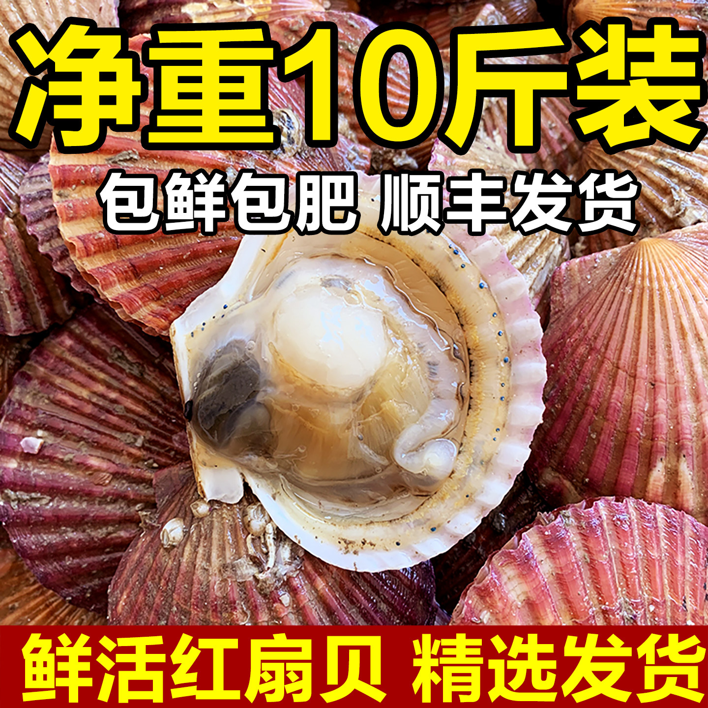 鲜活发货扇贝带壳个个肥美顺丰图片