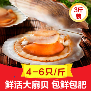 鲜活大扇贝现捕现发特大夏虾夷带壳扇贝活海鲜蒜蓉粉丝海鲜烧烤