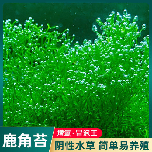 鹿角苔莫斯水草氧鱼缸造景植物
