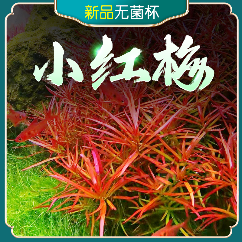 小红梅水草中后景水草自养水下叶红色水草水草造景装饰淡水植物