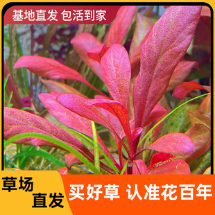 极乐鸟水草植物鱼缸造景淡水水下叶前中景红色红宝石阴性稀有真草