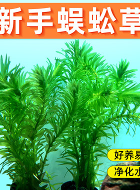 青色水景蜈蚣草水草好养鱼缸造景