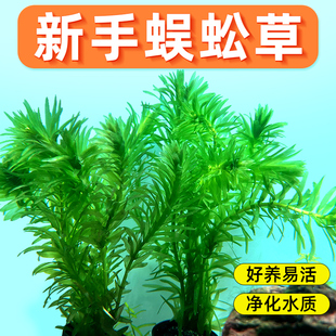 蜈蚣草水草鱼缸造景专用绿植净化水质生态养鱼新手植物水培沉底
