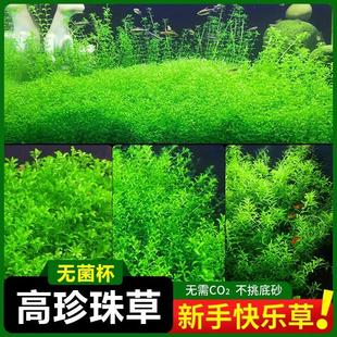 无菌杯日本高珍珠水草植物生态鱼缸造景阴性前中后景净水下叶草坪