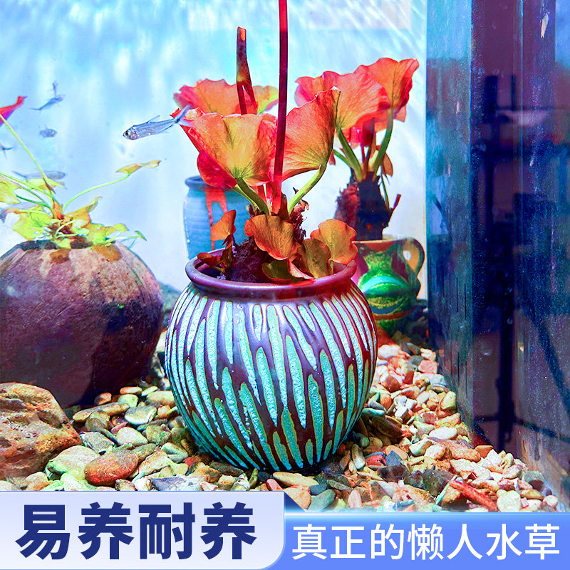 彩陶陶罐水草植物花盆定植红荷根淡水鱼缸造景活体水族摆件阴性草