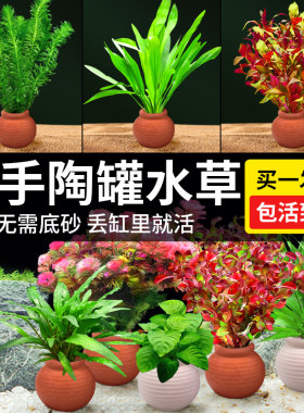 造景真草鱼缸水草陶罐套餐蜈蚣草