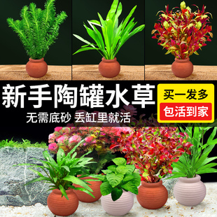 鱼缸造景水草套餐摆件增氧净水定植陶罐阴性水培榕绿菊蜈蚣草水草