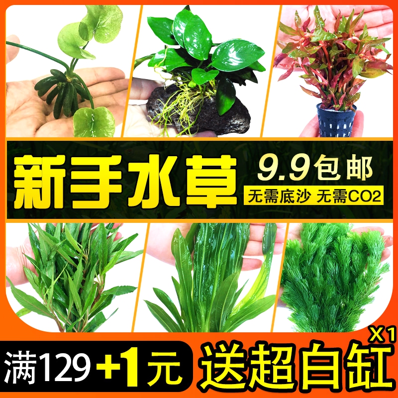 鱼缸造景沉木水榕水草活体 淡水 植物懒人绿菊 趴地珍珠易活易养