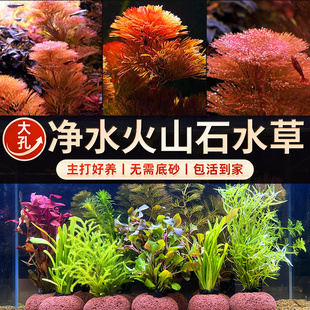 鱼缸火山石水草植物水罗兰蜈蚣草真净化水质水榕乌龟孔雀鱼专用