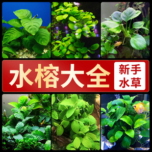水榕水草沉木植物真草阴性大叶榕新手水草活体懒人丹麦迷你小水榕
