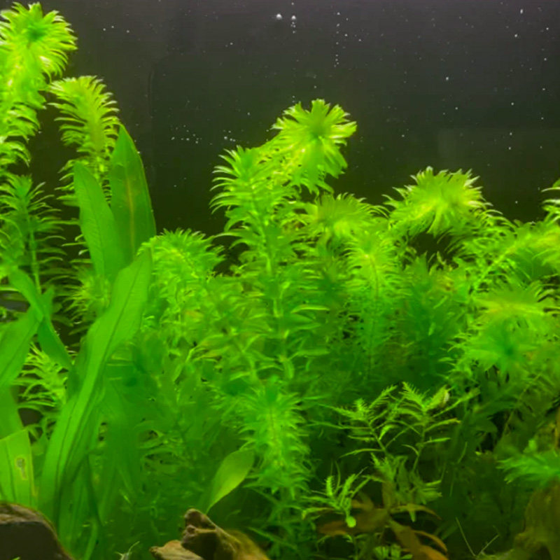蜈蚣草水草植物阴性懒人养护草缸绿植绿菊鱼缸草孔雀鱼专用水蕴草