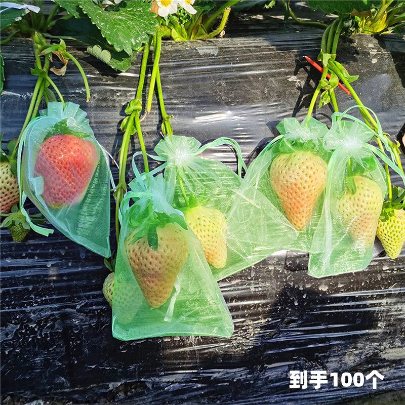 草莓防虫水果套袋果实网袋透气番茄番石榴蓝葡萄无花果防鸟保护袋