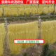 安徽粉丝特产淮南牛肉汤粉丝 插花沈氏牛肉汤粉丝粉条羊肉汤粉丝