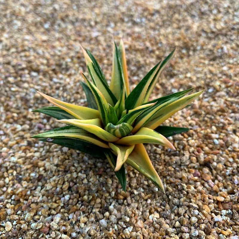 多肉植物十二卷硬叶开花吸甲醛防辐射绿植盆景龙城青瞳尼古拉包邮