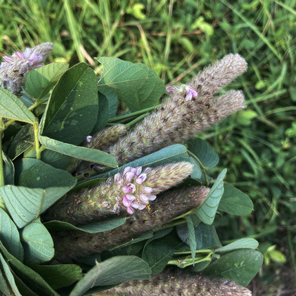 狸尾草干货新鲜羊咩香草药狐尾草护肝草狸尾煲汤料中药材煲水凉茶