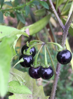 龙葵果 甜甜悠悠黑黝黝黑端端甜星星野葡萄天茄子救儿草黑茄 顺丰