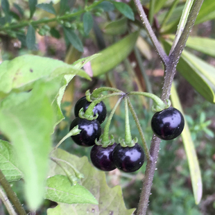 龙葵果 甜甜悠悠黑黝黝黑端端甜星星野葡萄天茄子救儿草黑茄 顺丰