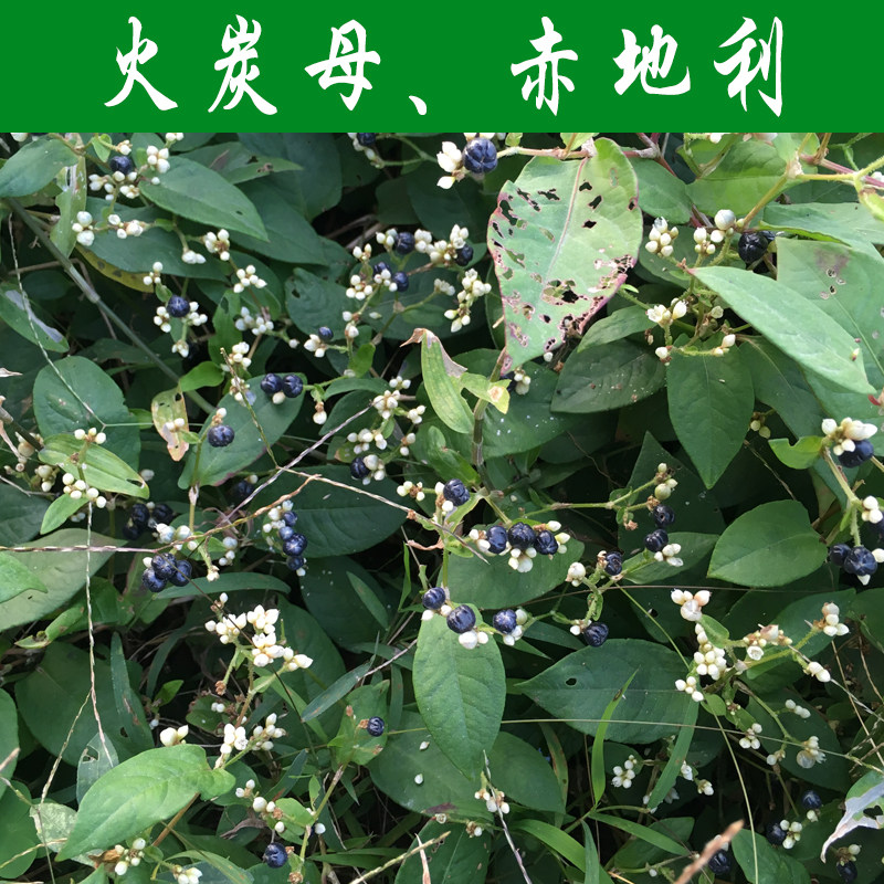 新鲜火炭母赤地利为炭星白饭草500g全草发货整株包邮种草药材顺丰