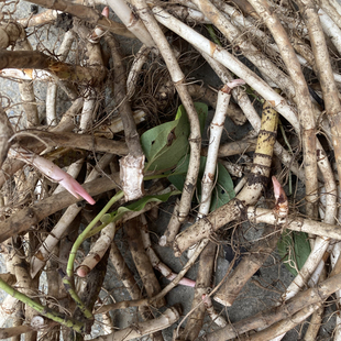 新鲜现挖三白草中草药材500g塘边藕三白根水木通水荖白面姑五路白