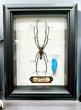 巨人蜘蛛标本艺术成列展示昆虫标本甲虫吉丁虫科普教学摆台礼物