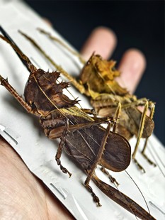 印尼短翅天狗螽 龙头螽斯标本昆虫标本收藏艺术品自然博物馆手工