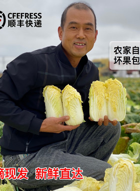 露天原生态娃娃菜，原产地直发