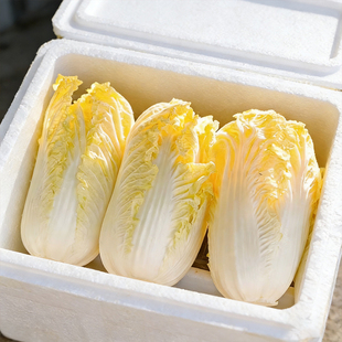 保温箱9斤装-现砍现发霜打精品黄心娃娃菜新鲜时令蔬菜火锅食材