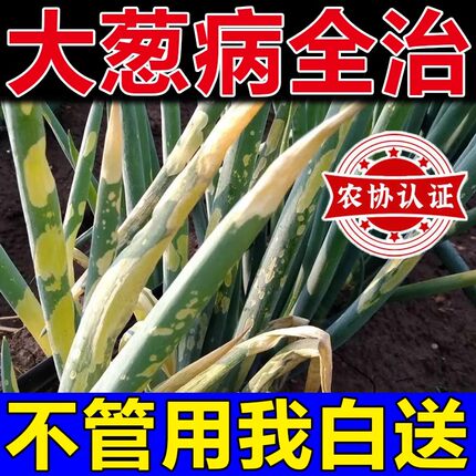 大葱专用药大葱病全清干尖黄尖紫斑灰霉葱锈病叶枯发黄软腐病烂根