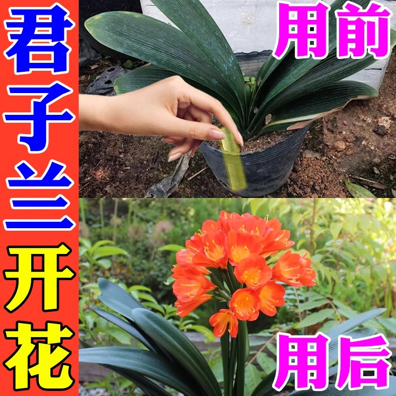 君子兰开花素速效冒花促箭剂植物营养棒缓释肥复合通用家庭养花肥