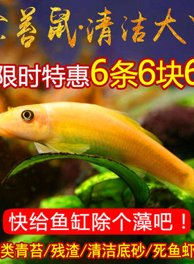 清道夫鱼金苔鼠鱼缸清洁工除藻工具鱼小型热带观赏鱼吃垃圾鱼活体