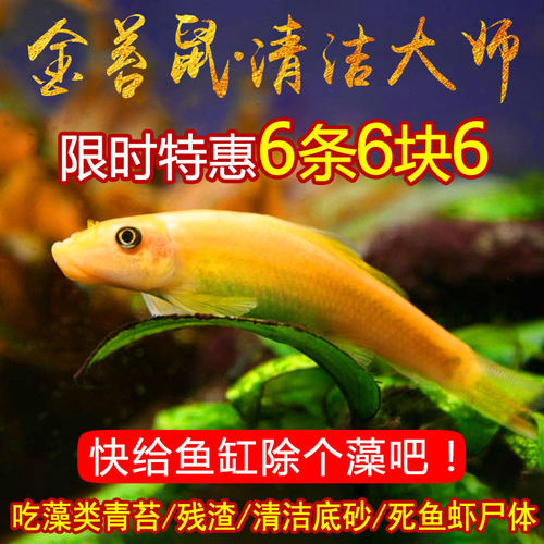 热带鱼淡水清洁工具金苔鼠清道夫