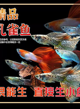 好养耐活孔雀鱼纯种小型热带鱼