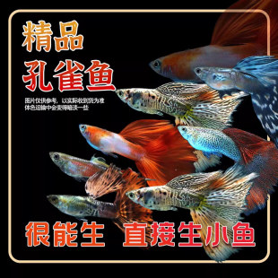 孔雀鱼纯种热带观赏鱼苗淡水小型小鱼好养耐活耐养凤尾斑马活体