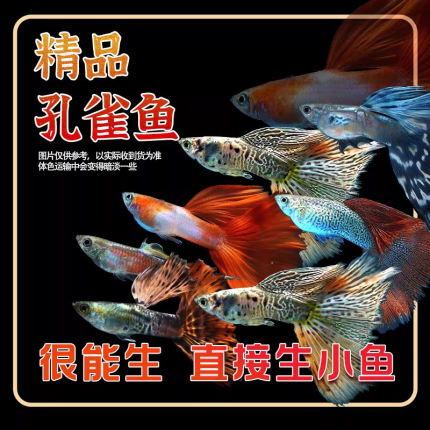 孔雀鱼纯种热带观赏鱼苗淡水小型小鱼好养耐活耐养凤尾斑马活体