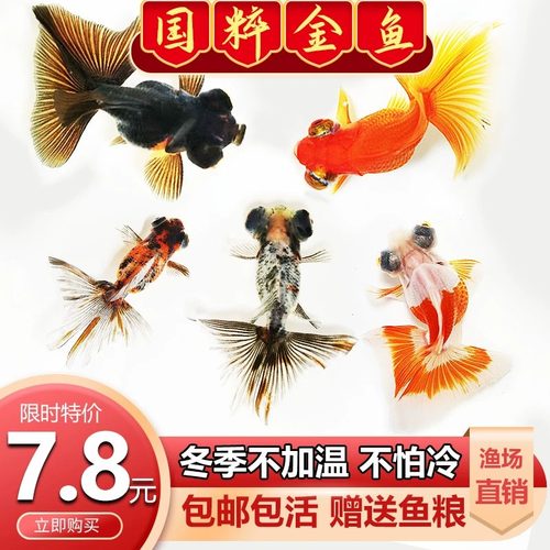 观赏金鱼热带冷水不加温耐活好养
