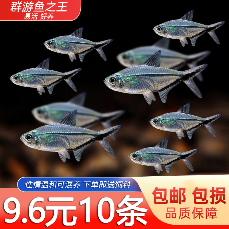 淡水黑尾大勾热带观赏鱼