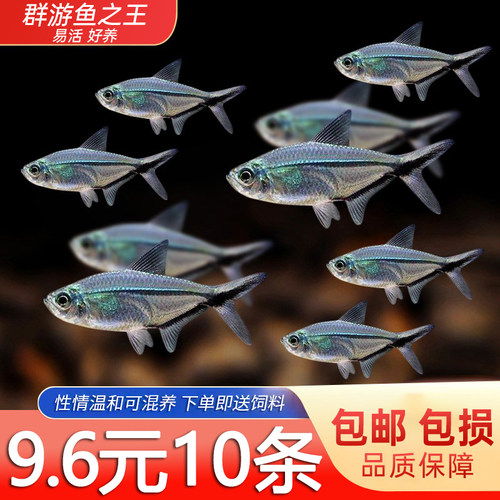 淡水黑尾大勾热带观赏鱼