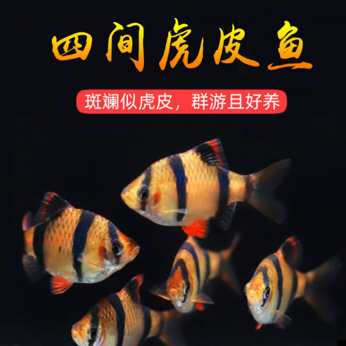 热带鱼虎皮小型鱼四件群游