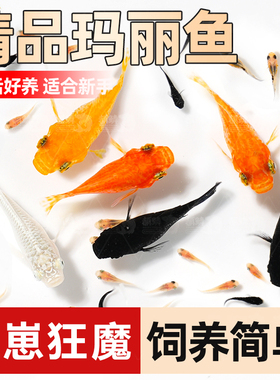热带小鱼活观赏鱼红黄米奇鱼小型淡水鱼斑马鱼孔雀玛丽球鱼活体