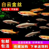白云金丝鱼爆缸原生鱼不加温冷水观赏鱼低温好养易活金鱼小型灯科