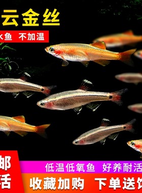 白云金丝鱼爆缸原生鱼不加温冷水观赏鱼低温好养易活金鱼小型灯科